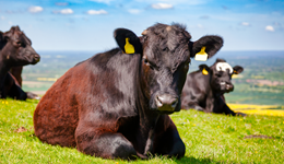 Beef Tech 2026